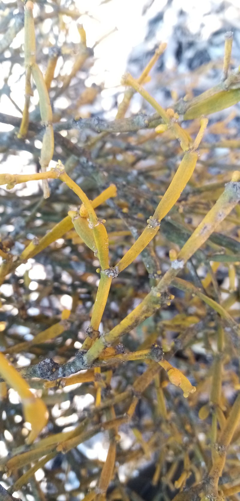 槲寄生中药藤木类干货一斤包邮欢迎联系