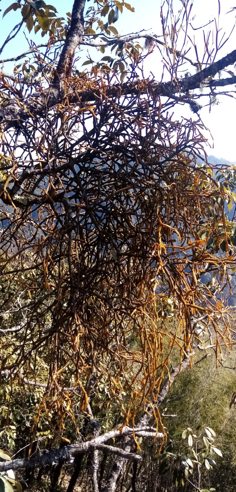 槲寄生中药藤木类干货一斤包邮欢迎联系