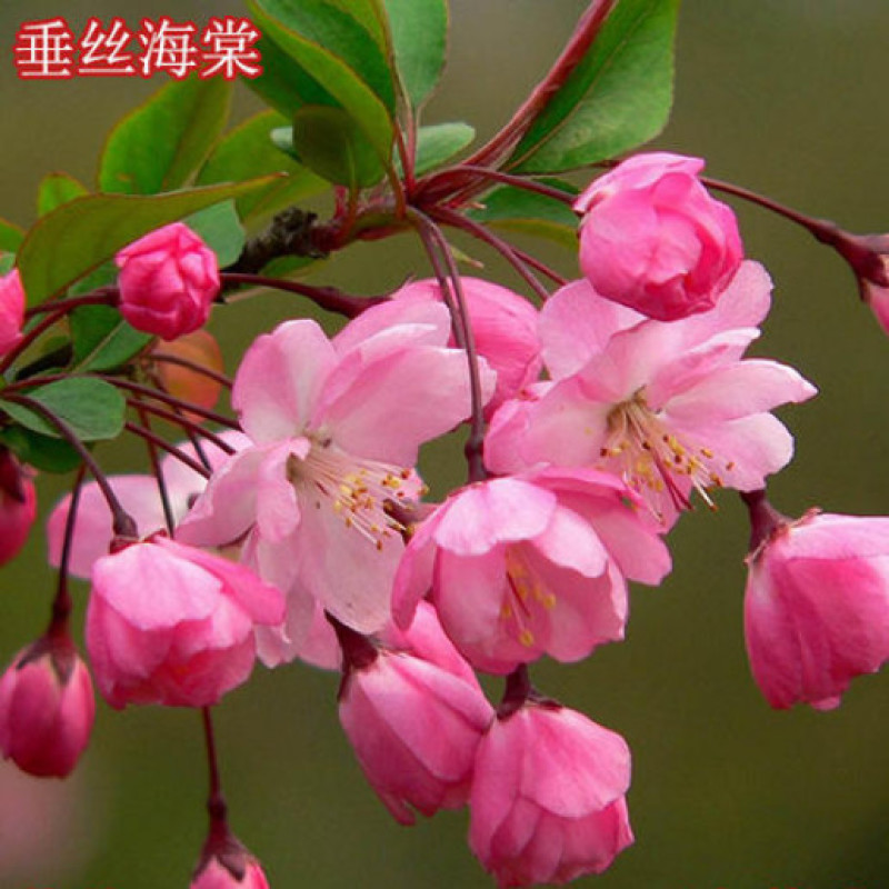 垂丝海棠花专区，垂丝海棠盆景，海棠花盆栽