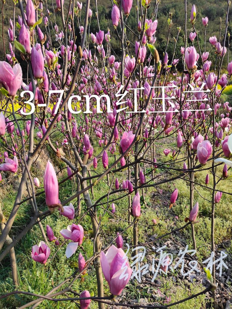 【精品】红玉兰自产自销4至7cm，根系发达花苞多品质保