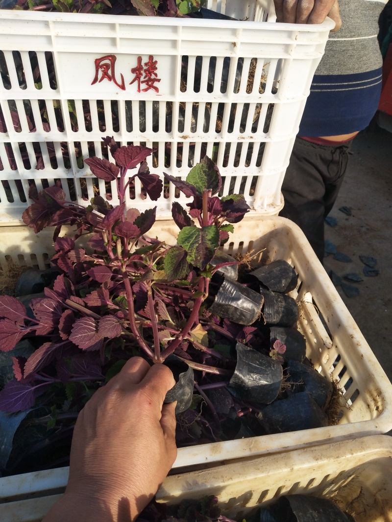 花叶芦竹价格，花叶芦竹基地，水路两用花叶芦竹