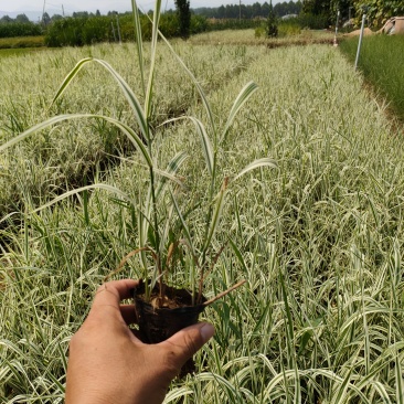 花叶芦竹价格，花叶芦竹基地，水路两用花叶芦竹