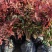 南天竹庭院植物绿化苗木红天竹苗观叶盆栽办公室内绿植盆栽盆