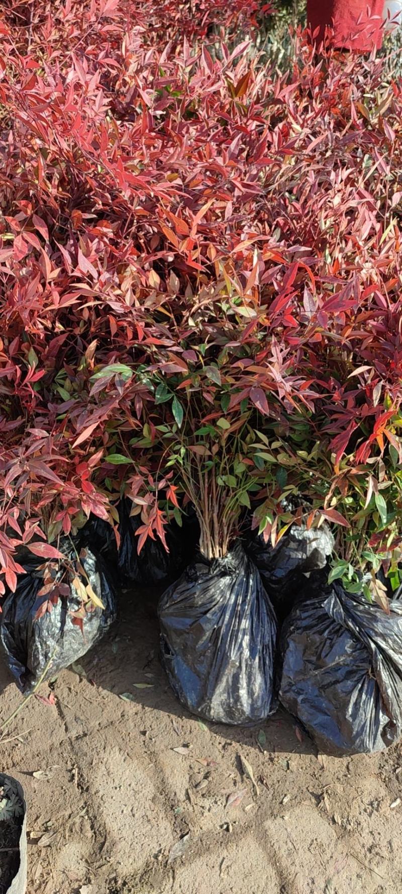 南天竹庭院植物绿化苗木红天竹苗观叶盆栽办公室内绿植盆栽盆