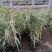 花叶芦竹价格，花叶芦竹基地，水路两用花叶芦竹