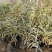 花叶芦竹价格，花叶芦竹基地，水路两用花叶芦竹