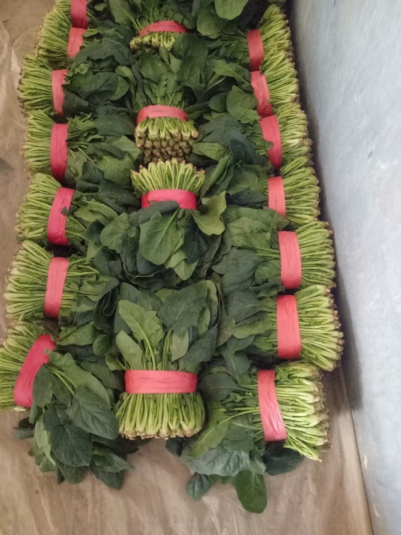 山东聊城精品大叶菠菜，货源充足，价格便宜，代发全国各地。