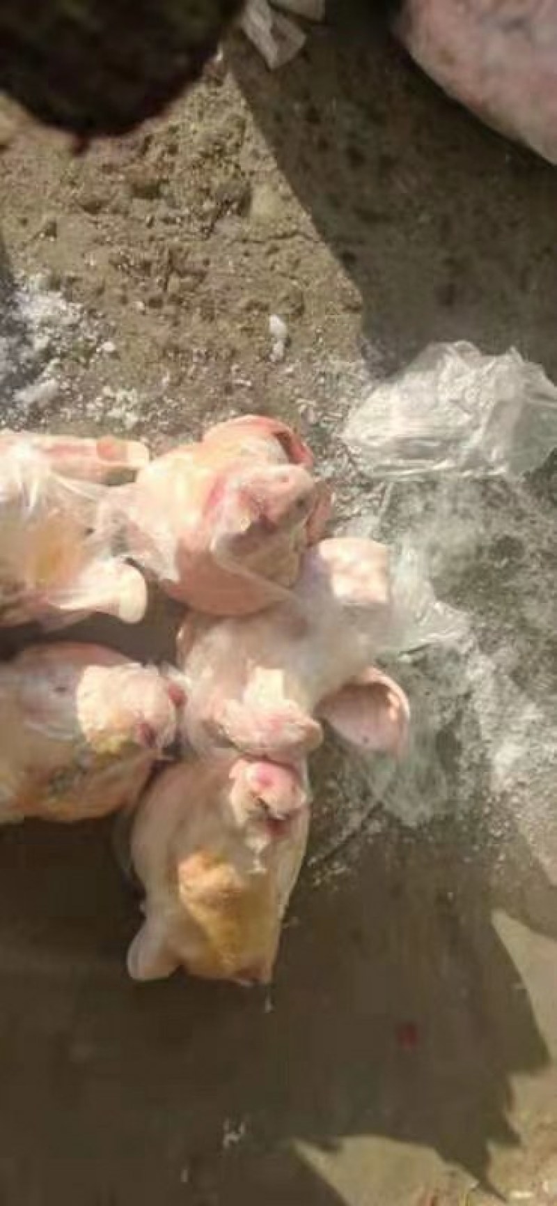 猪头便宜出售货发全国
