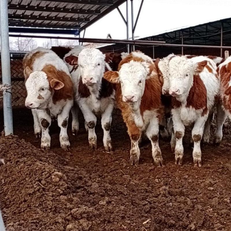 西门塔尔牛犊肉牛犊活牛买十送一全国包邮