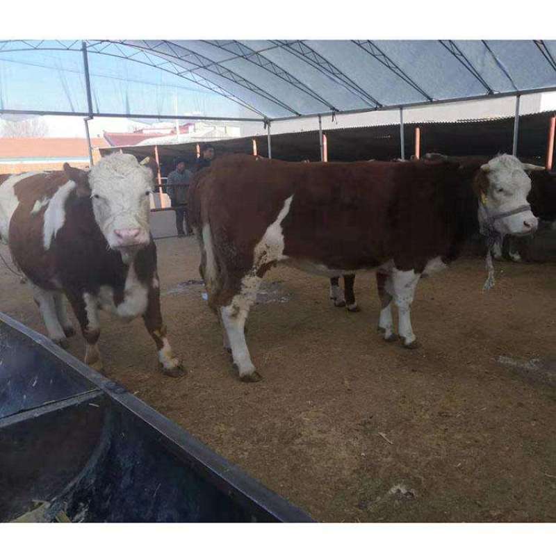 西门塔尔牛犊肉牛犊活牛买十送一全国包邮