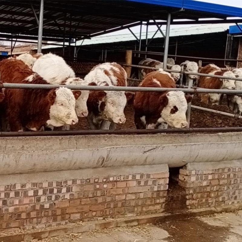 西门塔尔牛犊肉牛犊活牛买十送一全国包邮