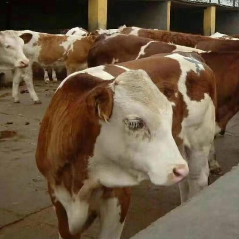 西门塔尔牛犊肉牛犊活牛买十送一全国包邮