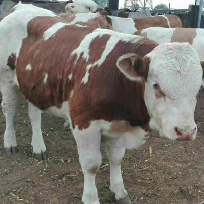 西门塔尔牛犊肉牛犊活牛买十送一全国包邮