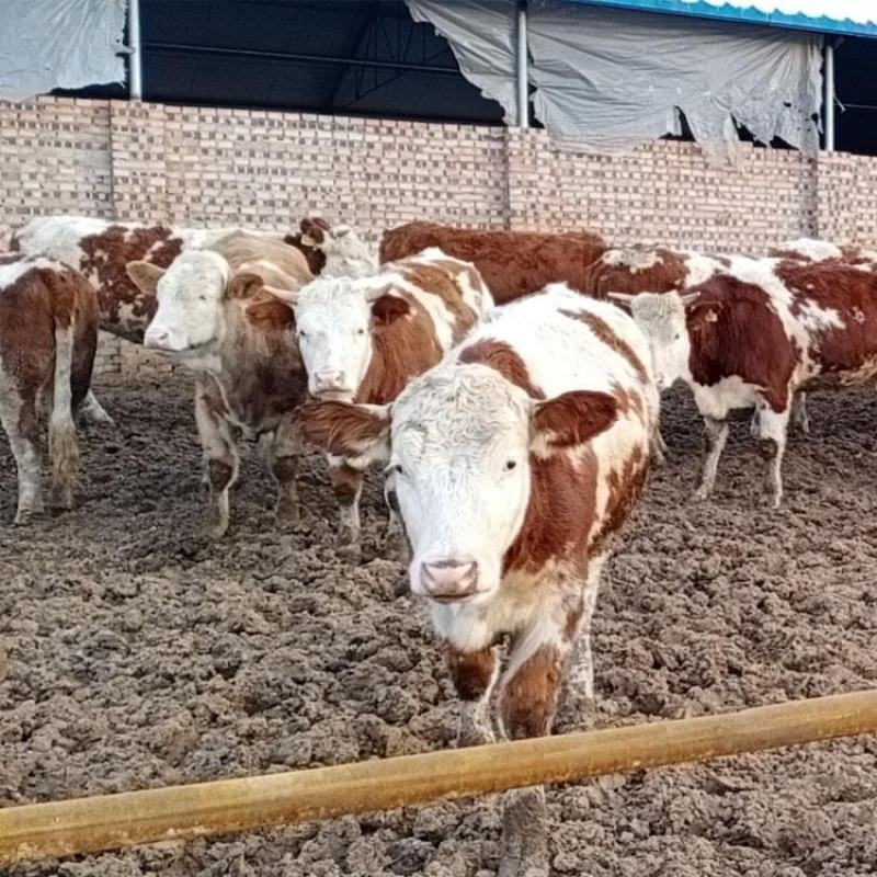 西门塔尔牛犊肉牛犊活牛买十送一全国包邮