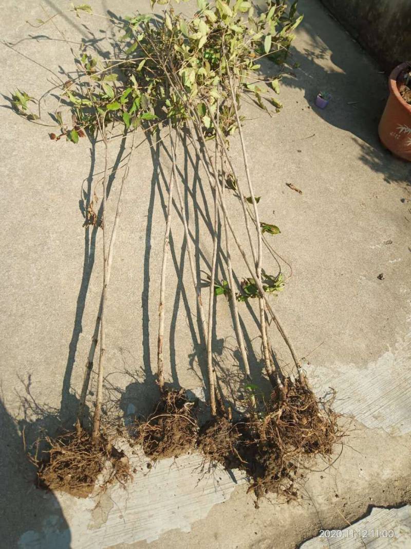 红王子锦带产地直销，抗寒抗寒好栽易活花量大花期长农户直销
