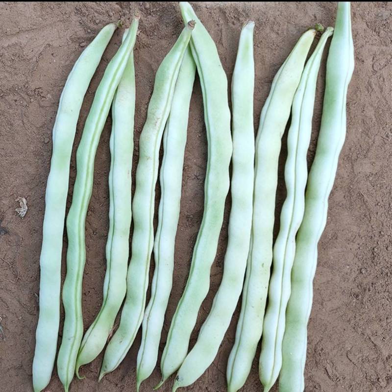 白芸V8早熟芸豆种子欧兰德高端四季豆种子无筋白荚高产