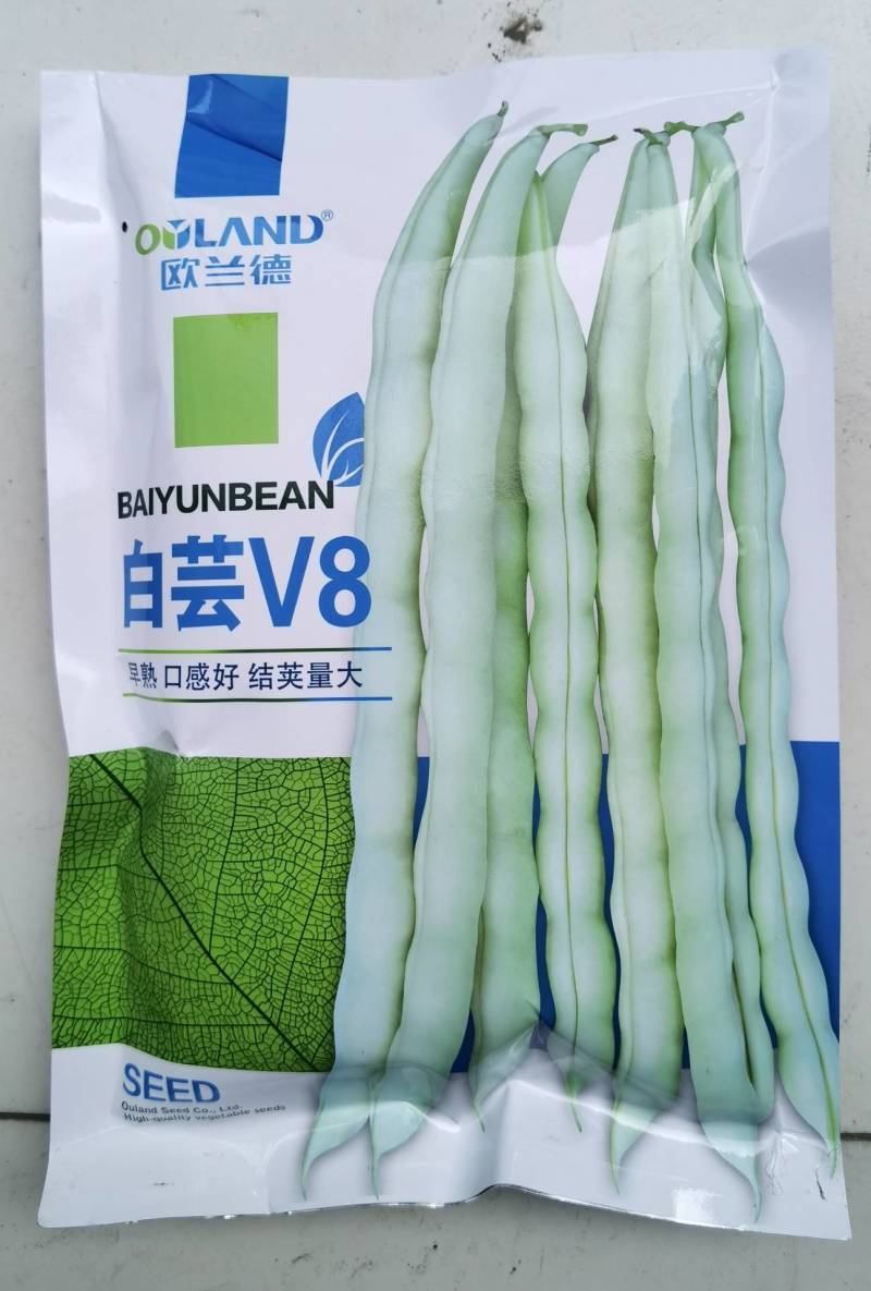 白芸V8早熟芸豆种子欧兰德高端四季豆种子无筋白荚高产
