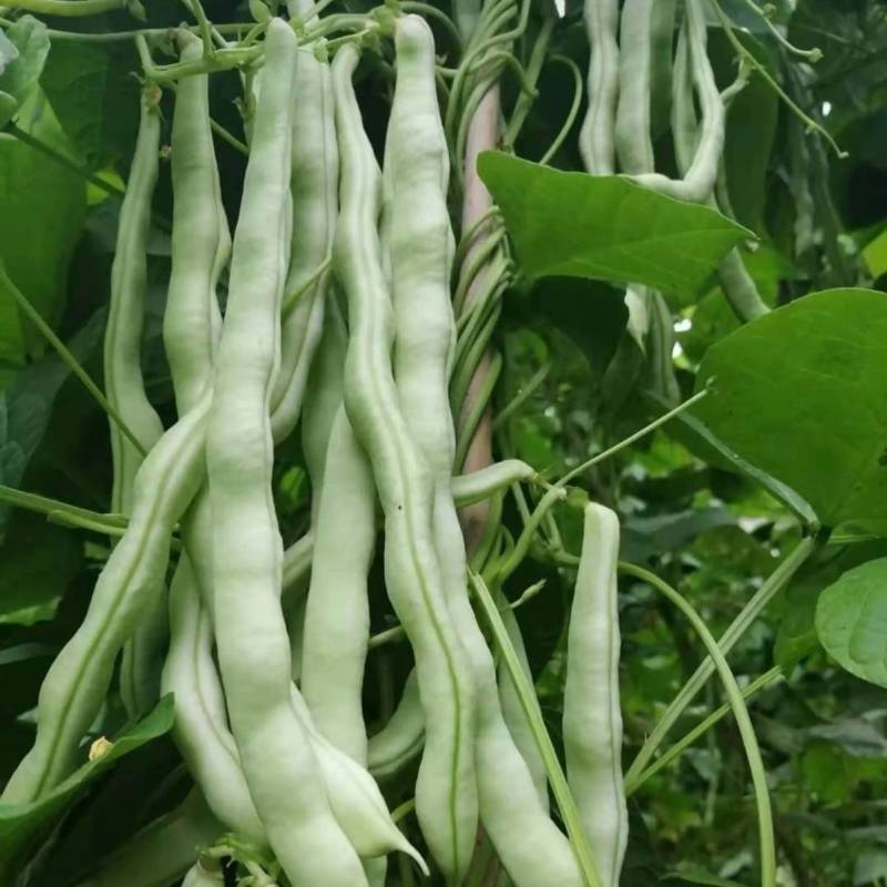 白芸V8早熟芸豆种子欧兰德高端四季豆种子无筋白荚高产