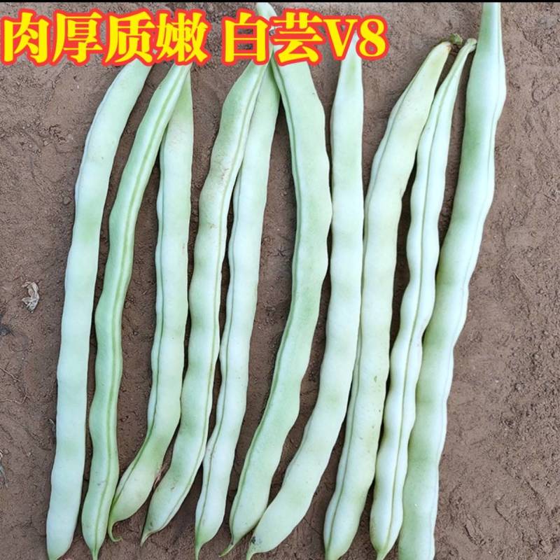 白芸V8早熟芸豆种子欧兰德高端四季豆种子无筋白荚高产