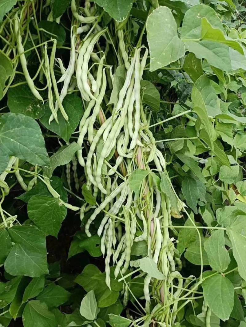白芸V8早熟芸豆种子欧兰德高端四季豆种子无筋白荚高产