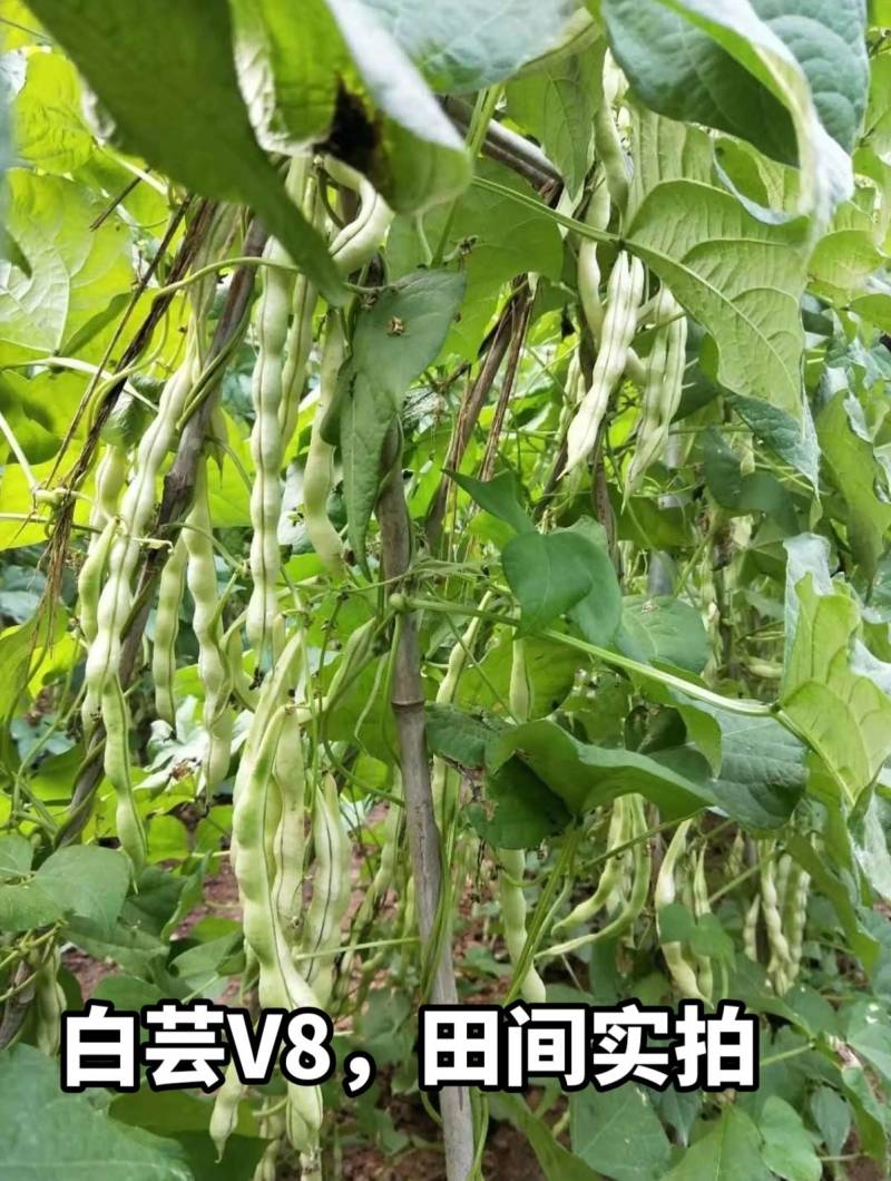 白芸V8早熟芸豆种子欧兰德高端四季豆种子无筋白荚高产