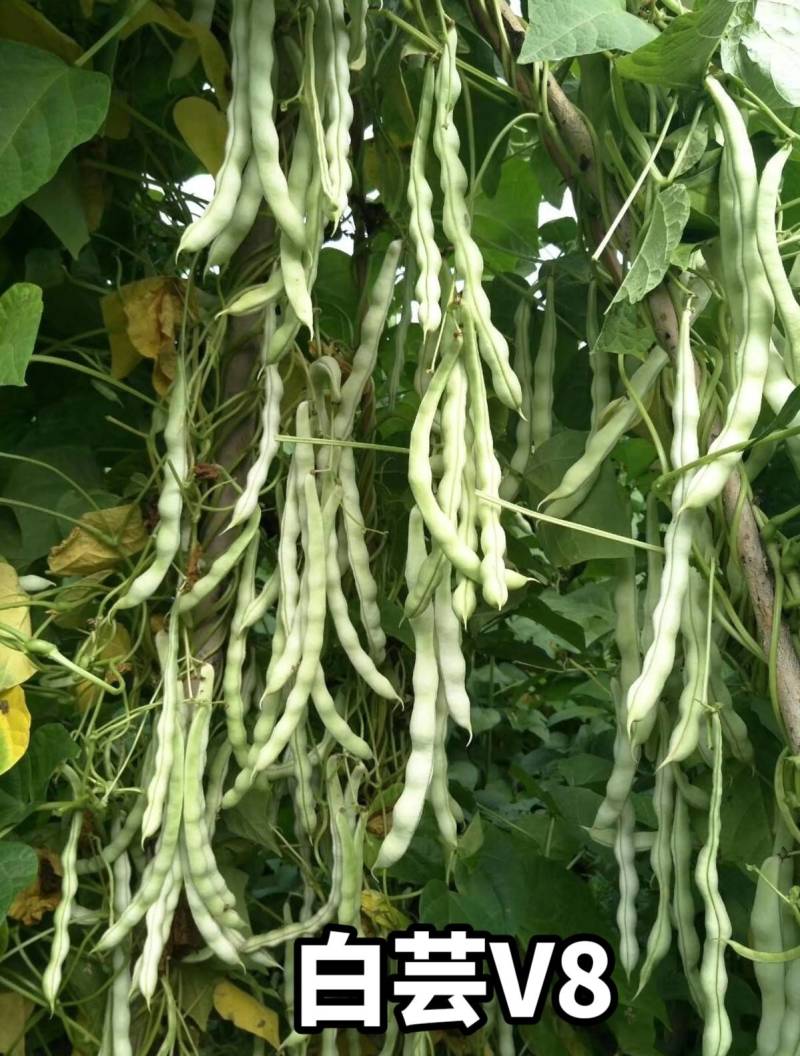 白芸V8早熟芸豆种子欧兰德高端四季豆种子无筋白荚高产