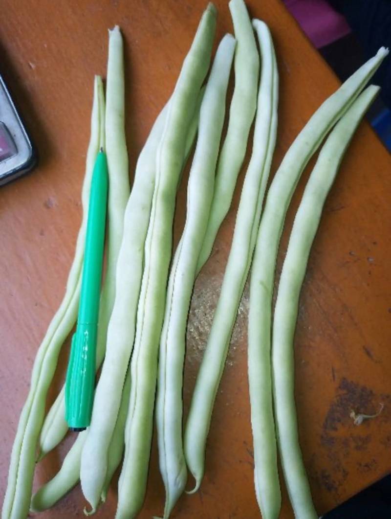白芸V8早熟芸豆种子欧兰德高端四季豆种子无筋白荚高产