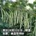 白芸V8早熟芸豆种子欧兰德高端四季豆种子无筋白荚高产