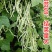 白芸V8早熟芸豆种子欧兰德高端四季豆种子无筋白荚高产