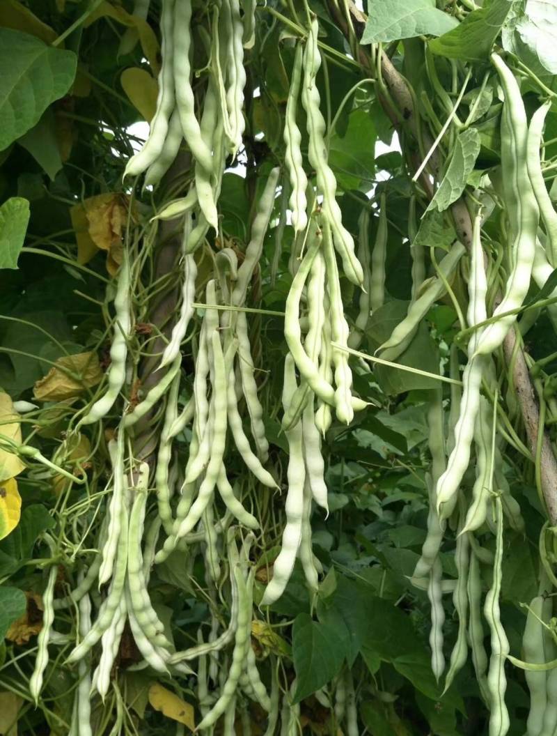 白芸V8早熟芸豆种子欧兰德高端四季豆种子无筋白荚高产