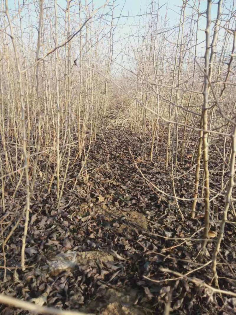 梨实生苗基地，梨树实生苗批发，保湿邮寄，视频看货