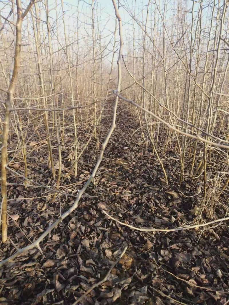 梨实生苗基地，梨树实生苗批发，保湿邮寄，视频看货