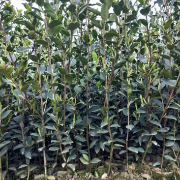 精品油茶苗，又名木子苗