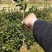 精品油茶苗，又名木子苗