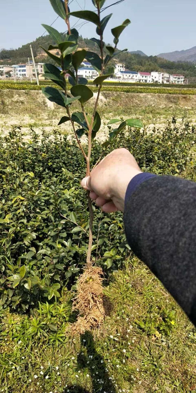 精品油茶苗，又名木子苗