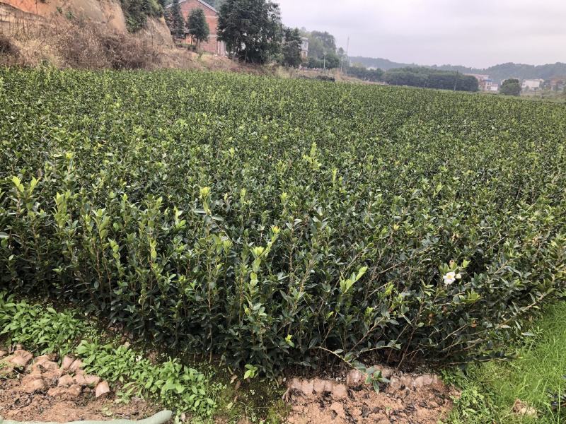 精品油茶苗，又名木子苗