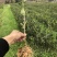 精品油茶苗，又名木子苗