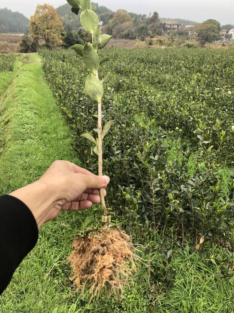 精品油茶苗，又名木子苗