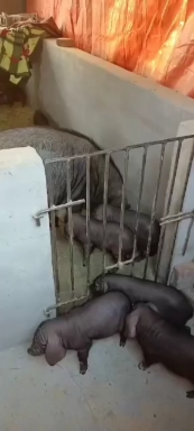 仔猪、太湖原种及二代母猪苗