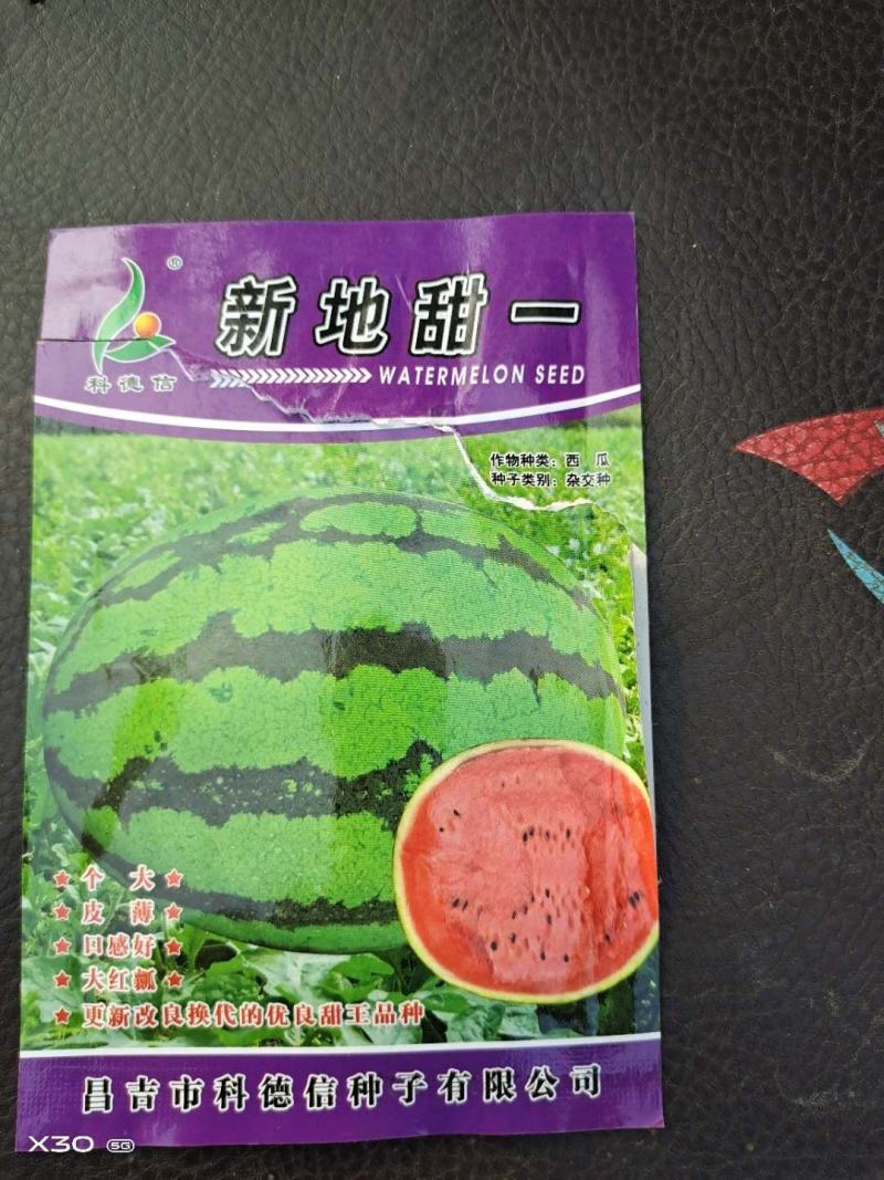 甜瓜苗等各种嫁接瓜苗销售