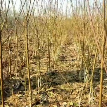 大家好我是丁丽苗木，很高兴在一亩田平台上和大家认识。