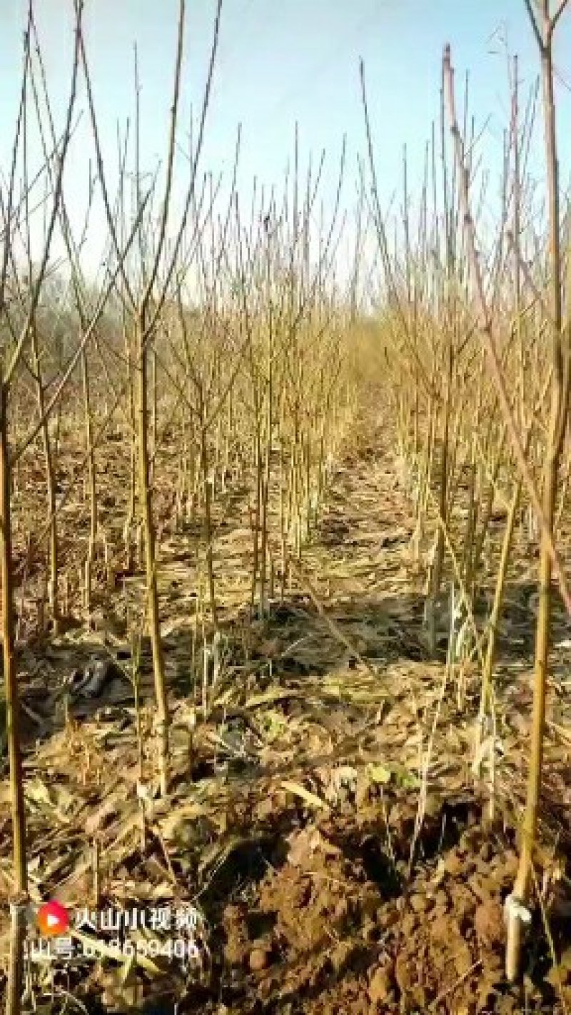 大家好我是丁丽苗木，很高兴在一亩田平台上和大家认识。