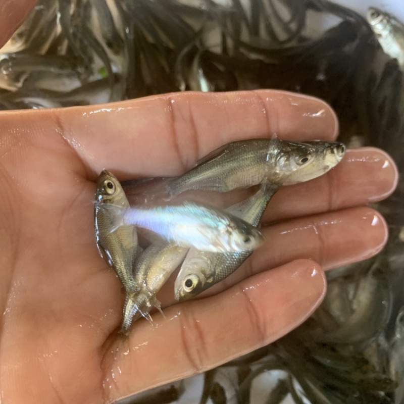 鱼苗广东武昌鱼苗武昌鳊鱼苗三角鲂鱼苗包邮包活到家