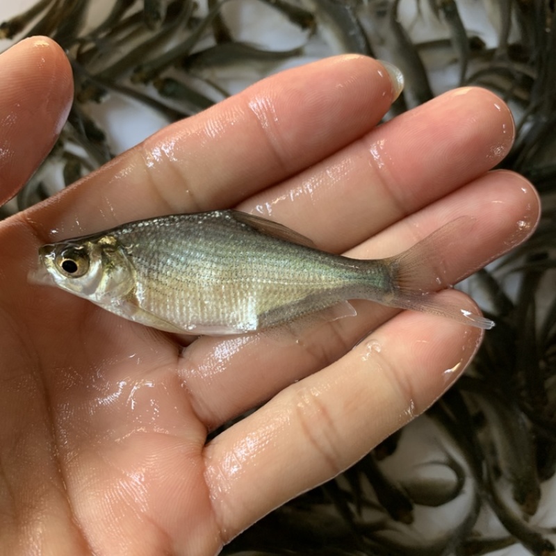 鱼苗广东武昌鱼苗武昌鳊鱼苗三角鲂鱼苗包邮包活到家