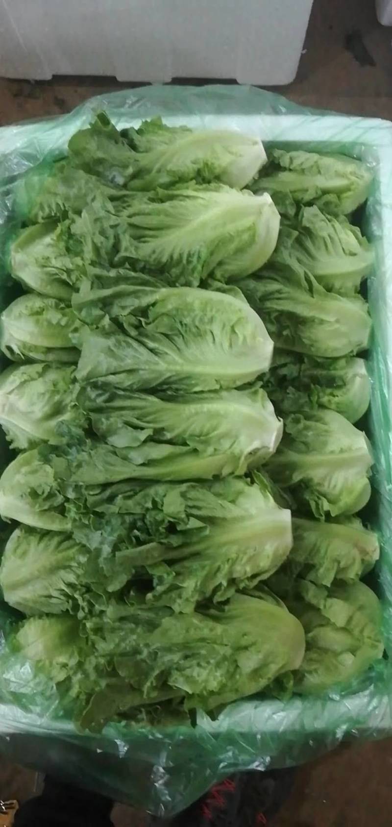 来自彩云之南，高原意大利生菜