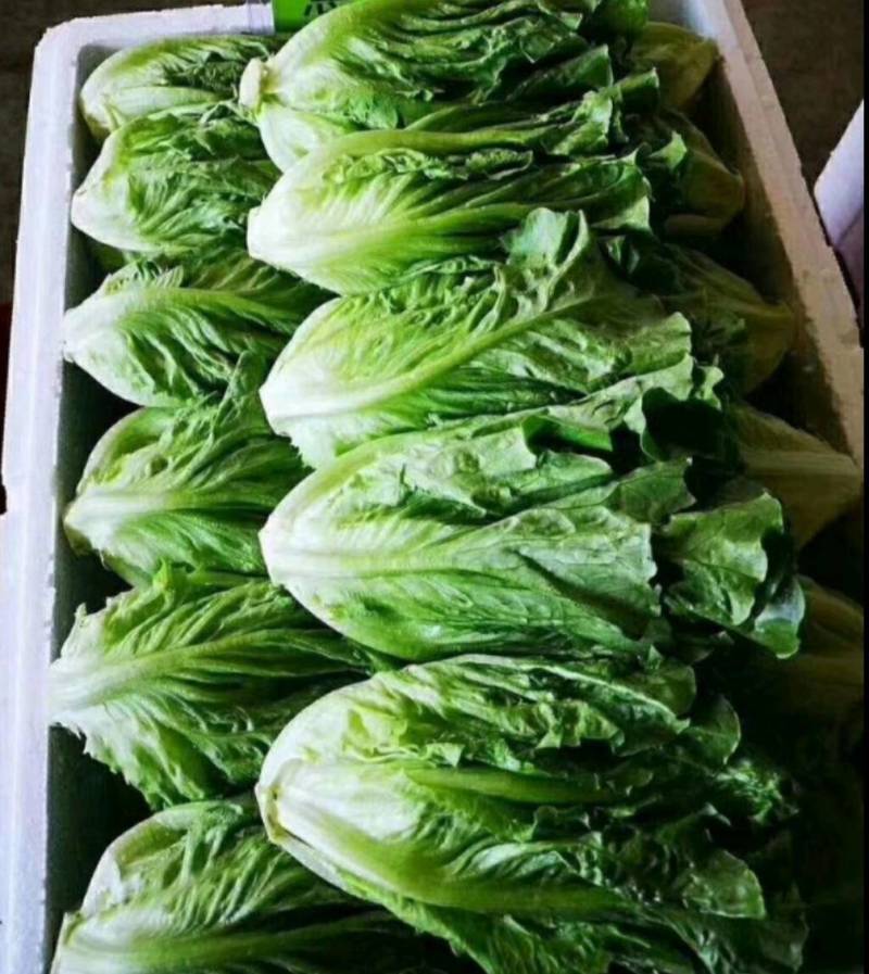 来自彩云之南，高原意大利生菜