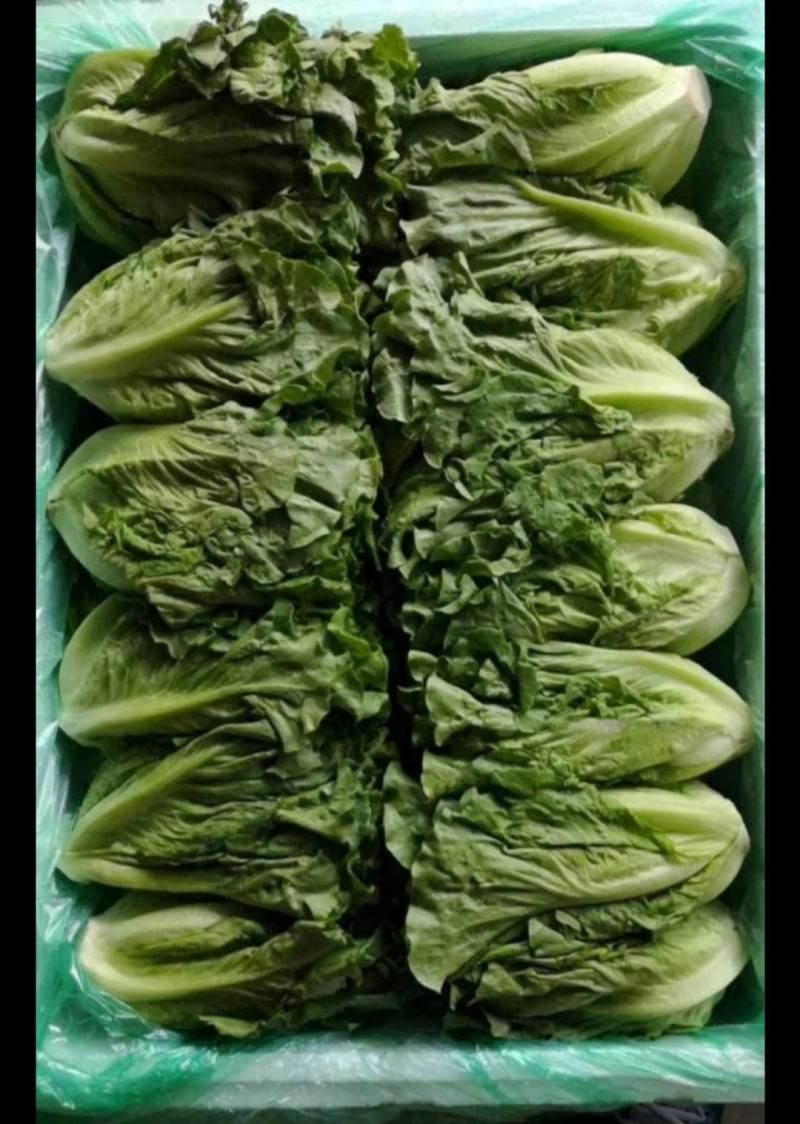 来自彩云之南，高原意大利生菜
