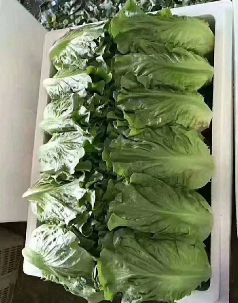来自彩云之南，高原意大利生菜