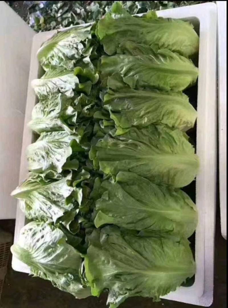 来自彩云之南，高原意大利生菜