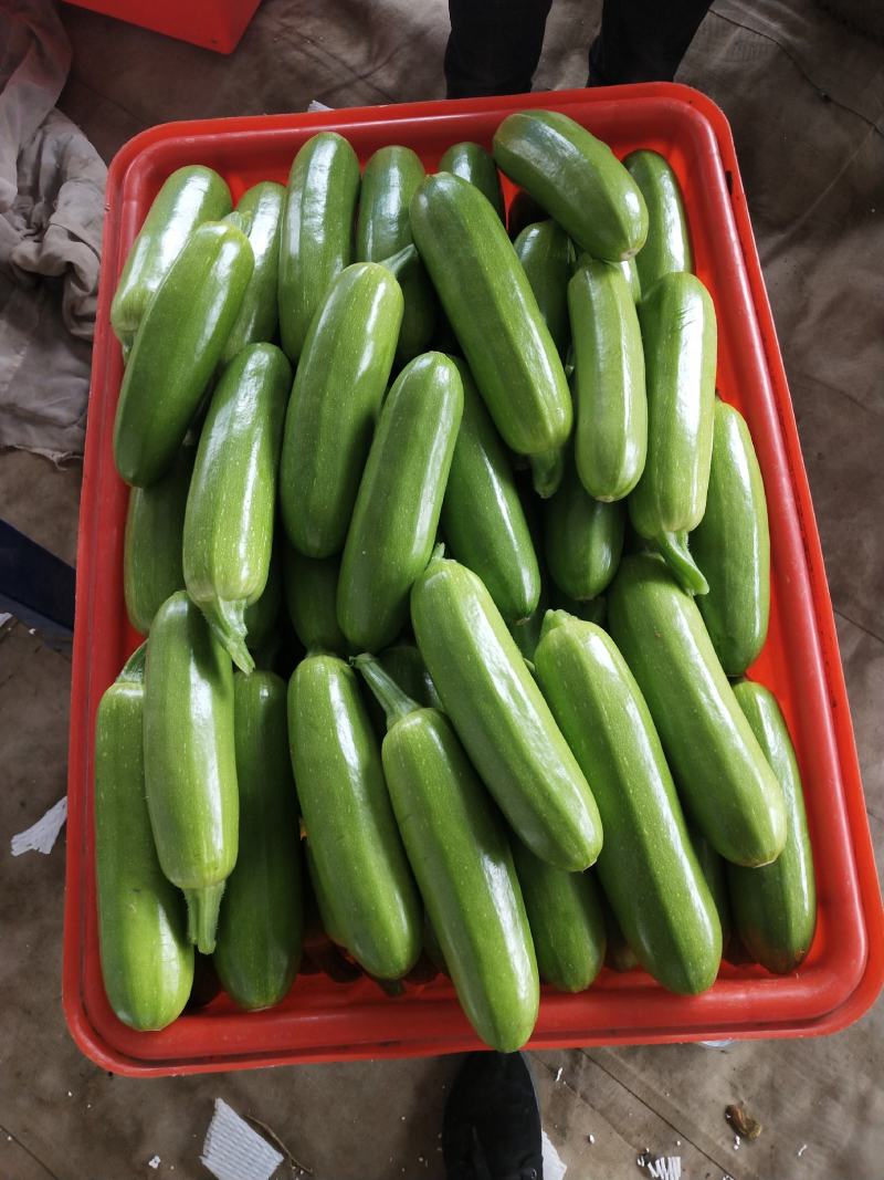 【西葫芦】山东费县绿皮西葫芦，大量上市代购代销，全国代发